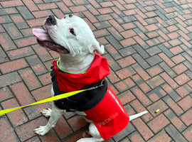 Sky (American bully dog crossed)