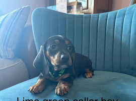 Beautiful Daschund Puppies