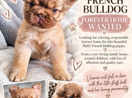 FLUFFY FRENCH BULLDOG - FOREVER HOME WANTED