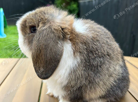 Mini lop girl
