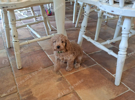 Stunning red F1 Cockapoo puppies
