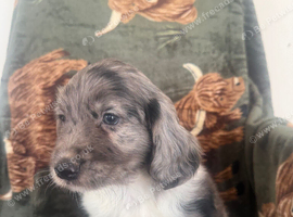 ️ beautiful cocker spaniel puppy&rsquo;s for sale ️