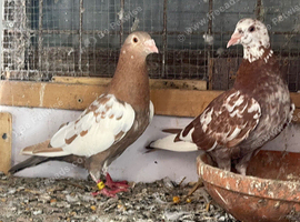 Health and strong muleumans racer pigeons for sale in Birmingham