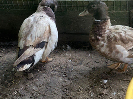 4 call ducks