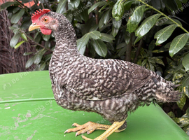 Striking Olive Egger Cockerel - Ultimate Rainbow Basket Sire!