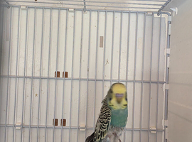 Young Budgies