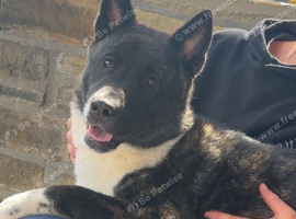 8 month old female Akita