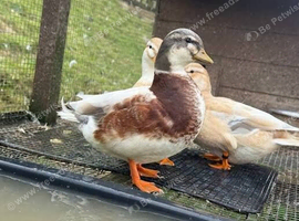 Butterscotch Call Ducks 2026