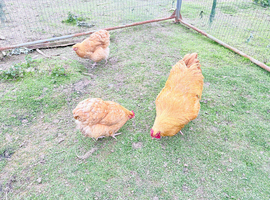 Buff Orpington&rsquo;s