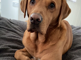 Gorgeous fox red Lab for stud