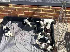 English springer spaniel puppies