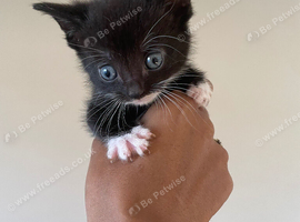 Male kitten