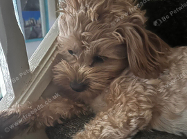 Shihpoo