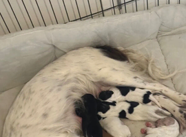 Sprocker puppies
