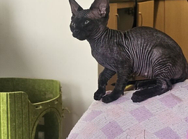 Beautiful Black Sphynx Kitten &ndash; ready