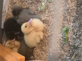 Indian runner ducks