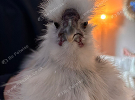 4 silkies