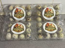 Cortunix Quail Hatching Eggs