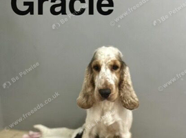 Gracie beautiful litter of cockapoo puppies now ready