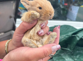 Netherland dwarf x mini lop