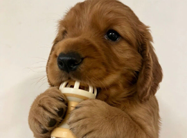Beautiful Wcs pups