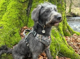 Cockerpoo