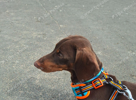 Male Dachshund
