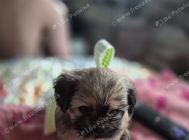 Shih tzu cross chihuahua