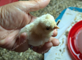 Bantums and hybrids day old chicks