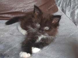 Gorgeous half Maine coon
