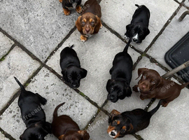 Dachshund x cocker spaniel puppies