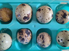 japanese / coturnix quail hatching eggs - black/white/grey chicks