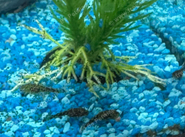 Bristlenose Pleco Fish - Different Sizes