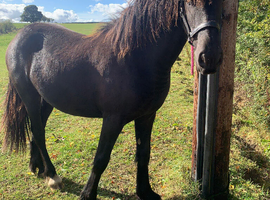 Dales x freishan gelding yearling for sale