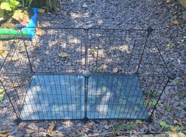 Guinea pig run