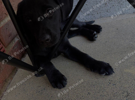 Black labrador puppy