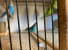 Young budgies for sale
