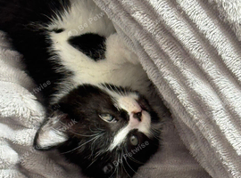 Female kitten