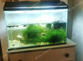 I have female bettas, male and babies