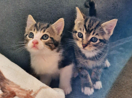Beautiful Kittens Tabby kittens- Ready now