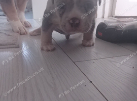 Pocket bully