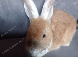 Reduced: 11wk old last of litter buck