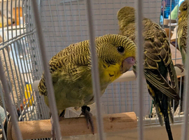 Hand reared budgies