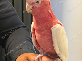 Tame handreard lutino galah cockatoo