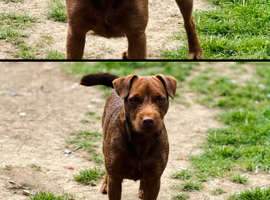 Patterdale terriers