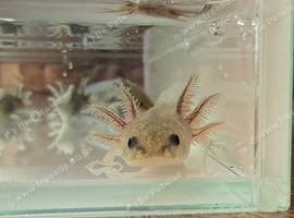 Axolotl
