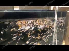 Lots of baby koi carp for sale