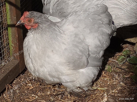 Lavender bantam pullet swap only