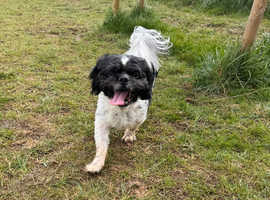 Sid the shih tzu stud