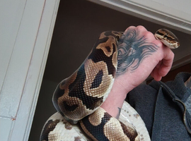 Female sugar leopard het clown